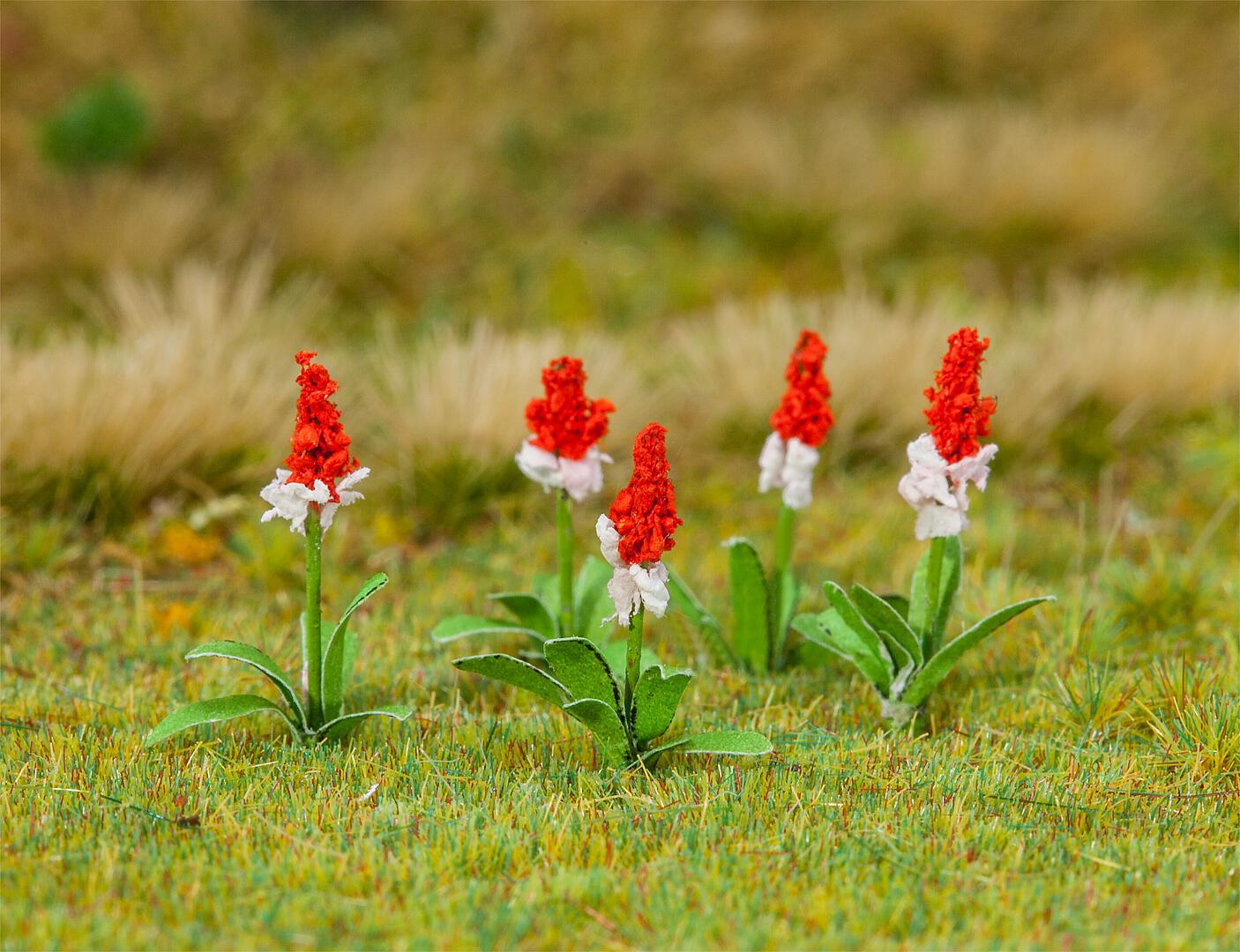 Orchideeprimula 32 Stuks