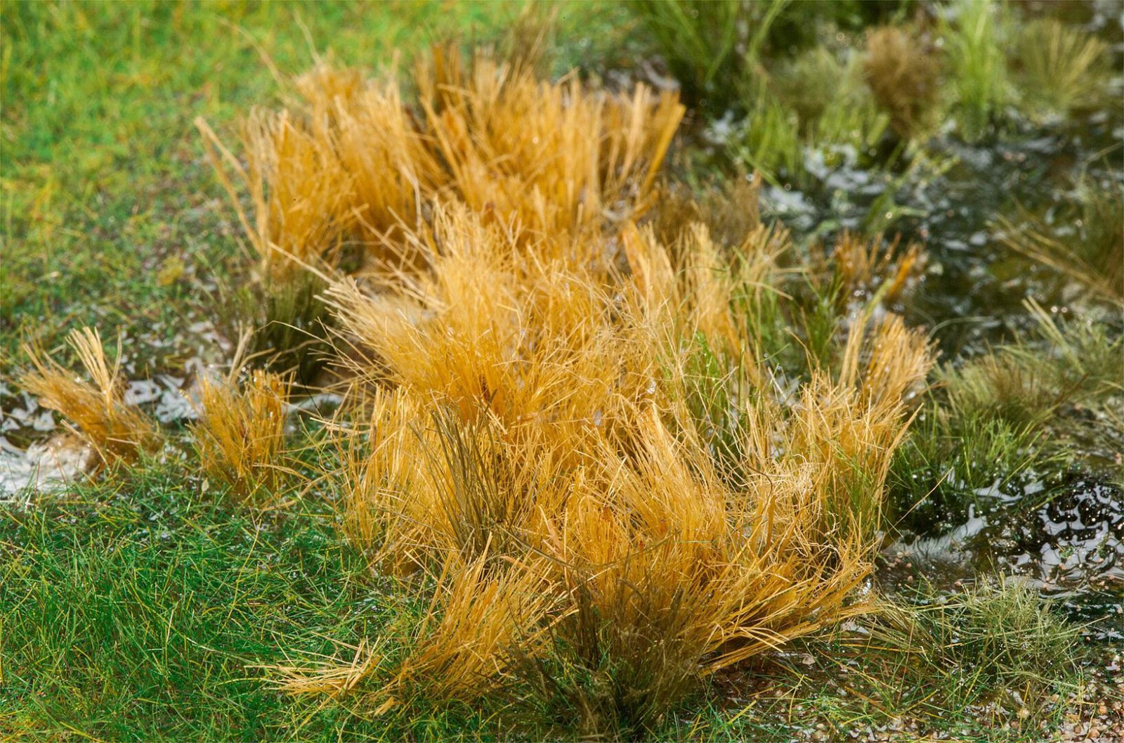 Riet Beige Gekleurde Rietbundel 80 Mm
