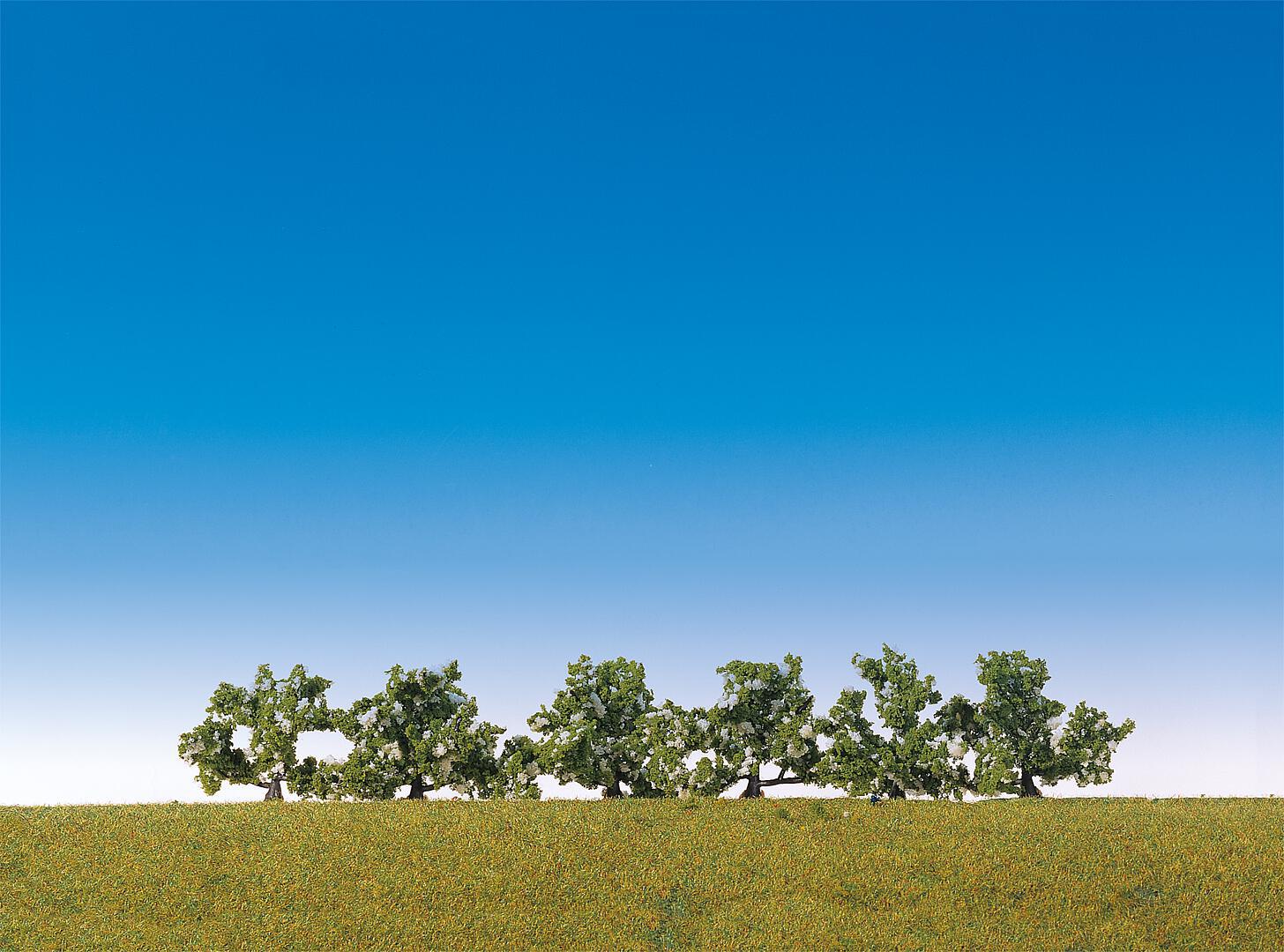 Struiken Wit Bloeiend 6 Stuks