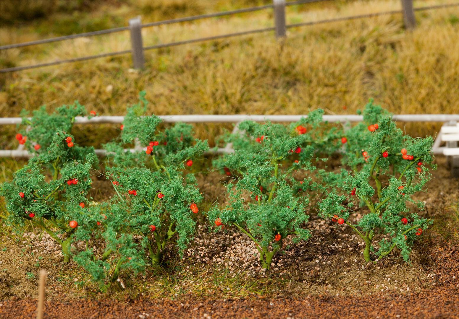 Tomatenplanten 18 Stuks