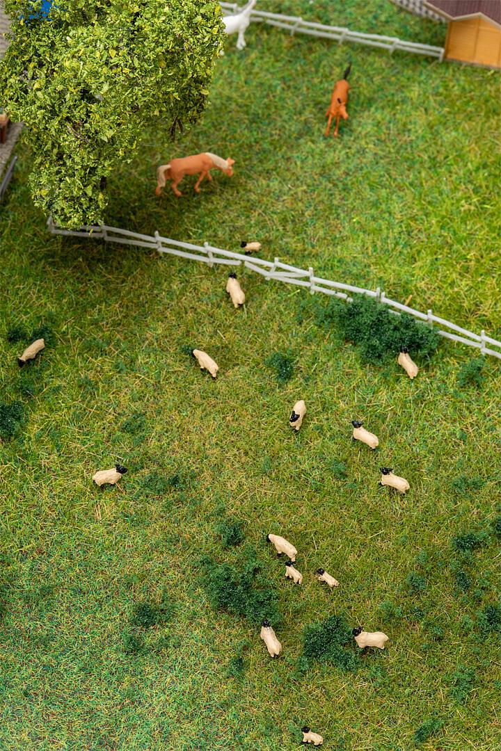 Zwartkop Schapen 20 Stuks