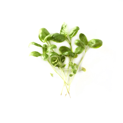 Ingredienti