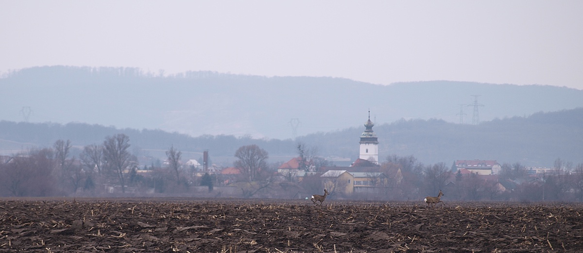 Szátföld, templom, őz