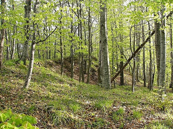 Cód vára (Höngeburg)