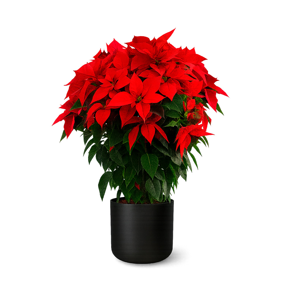 Product Flor de Pascua de Navidad Image