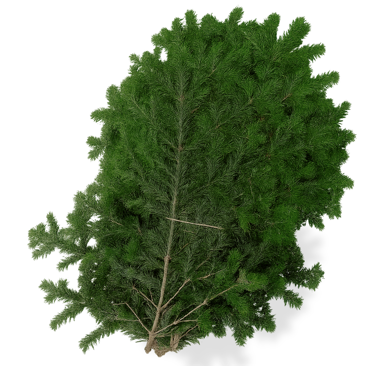 Product Pack of 5 Natural Fir Branches Image