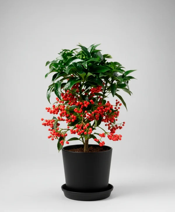 Product Ardisia Crenata Image