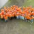 Tuinte collegas oranje hart