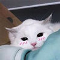imagine profil Matache