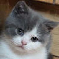 imagine profil Ionelia
