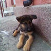 imagine profil Marcu