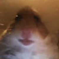 imagine profil Tudor