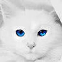 imagine profil Georgiana