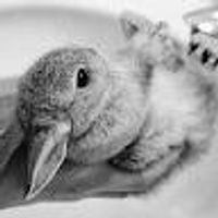 imagine profil Alice