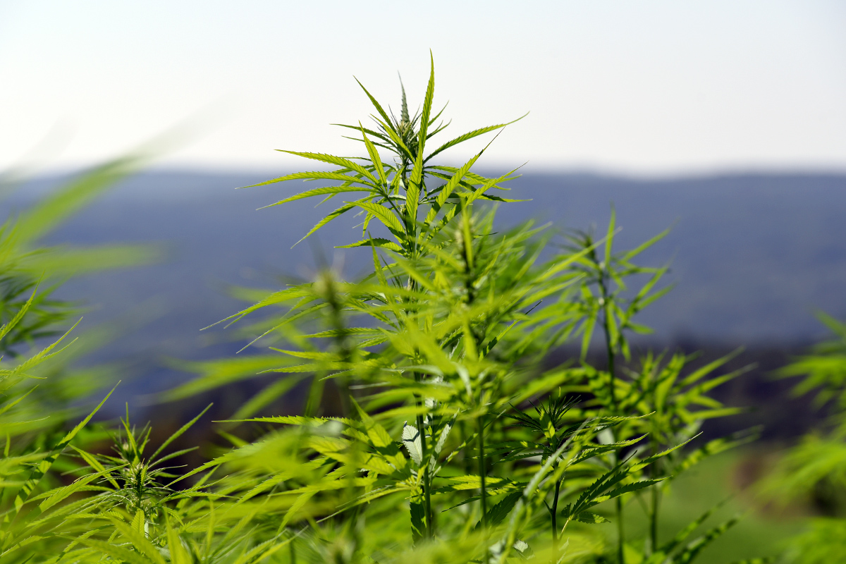 Istaknuta fotografija