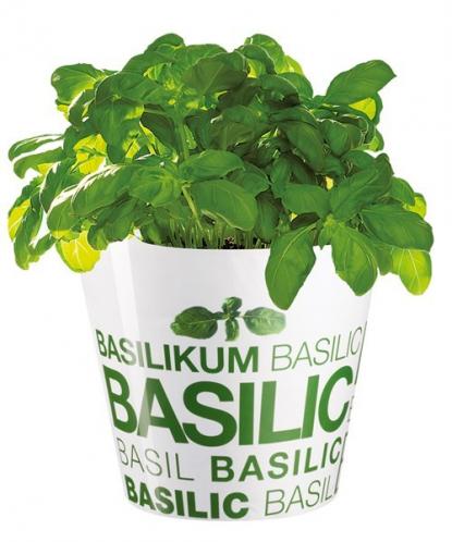 Květináč na bylinky Bazalka ASA Selection - 15,5 cm Květináč na bylinky Bazalka ASA Selection - 15,5 cm