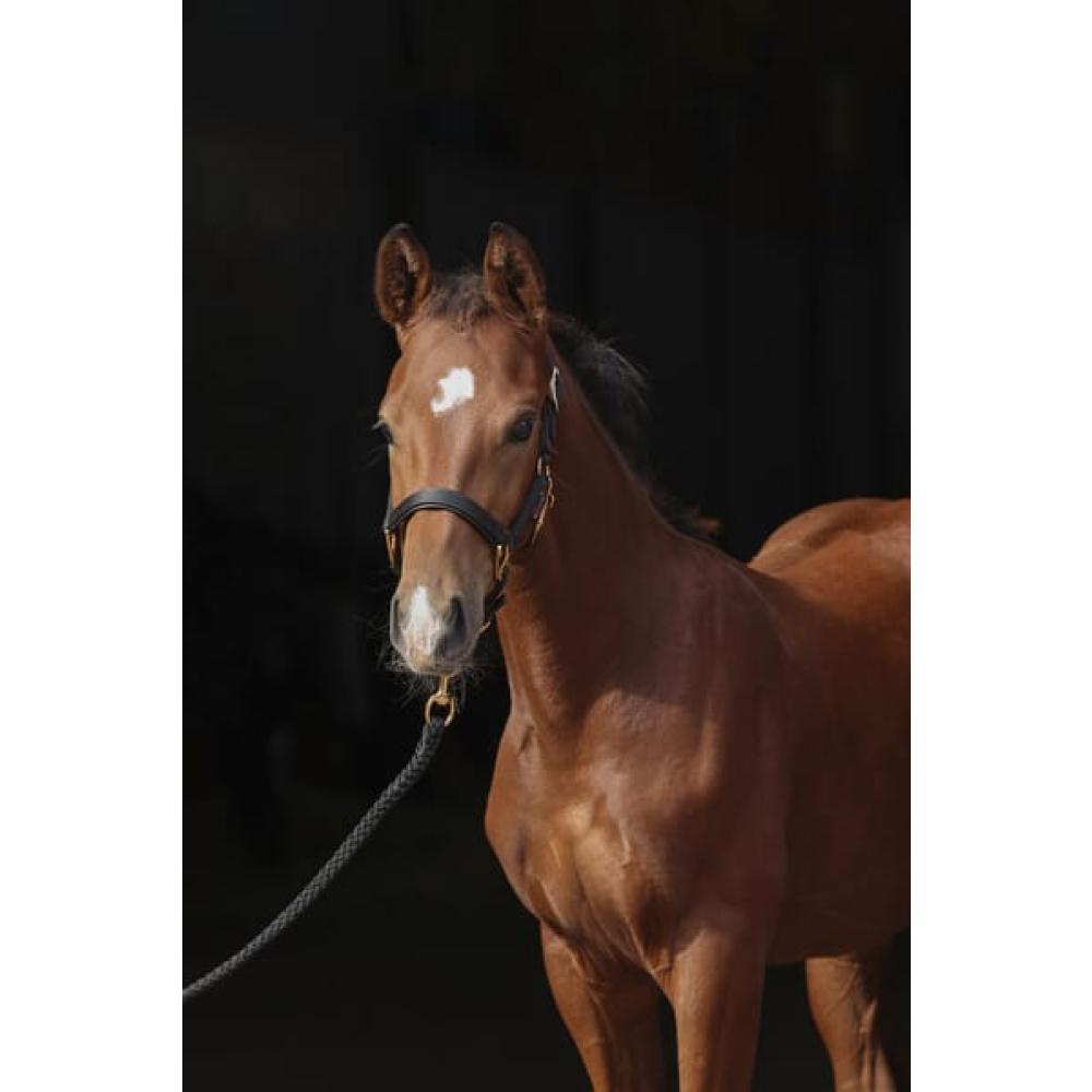 Veulen halster TopLine zwart