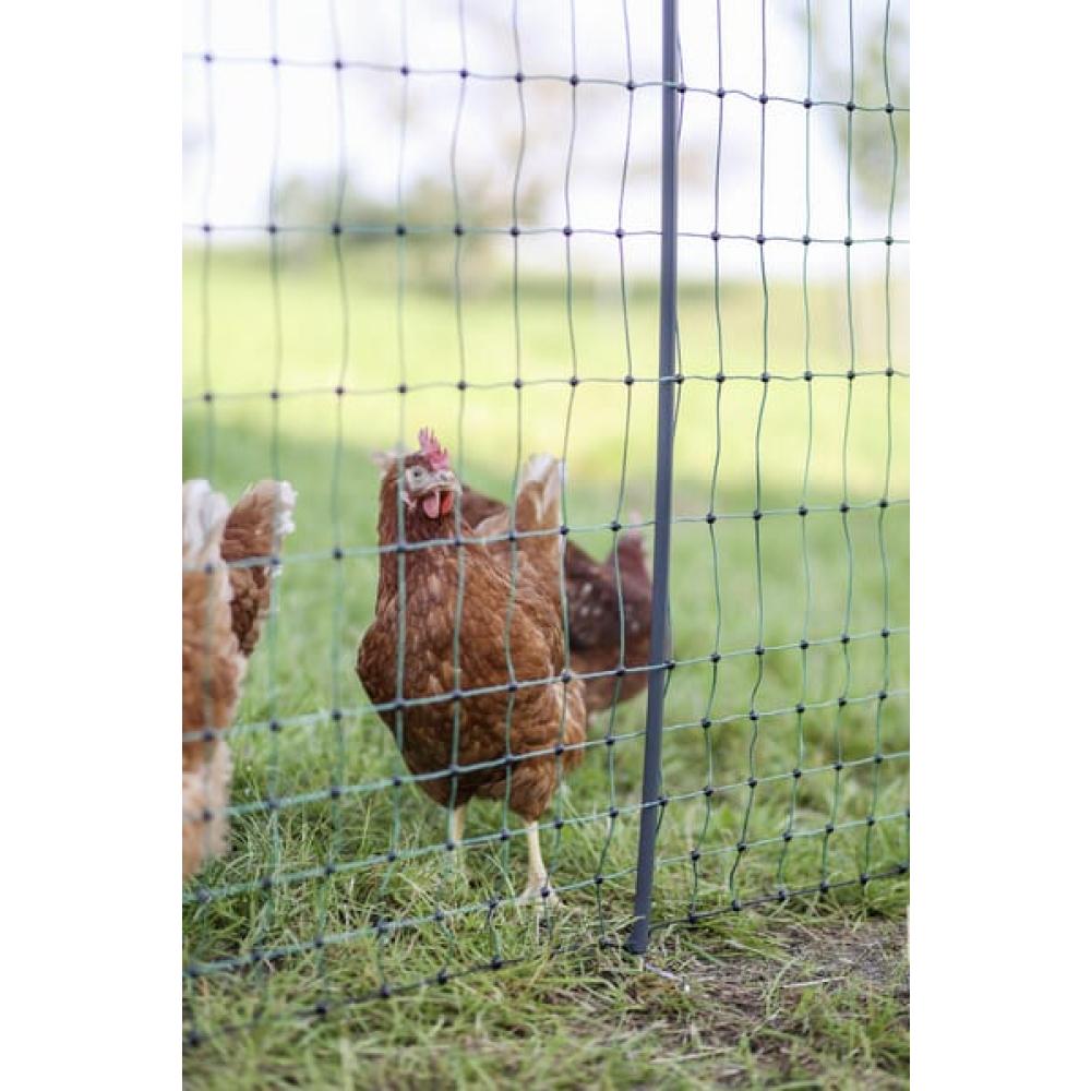 Geflügel E-Netz 122cm 50m SP grün