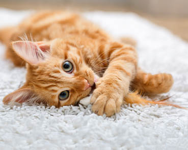 Katten