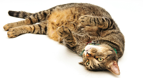 Übergewicht bei Hunden und Katzen