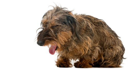 Ademhalingsproblemen bij hond, kat en paard