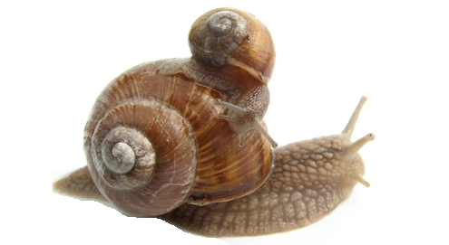 Longworm (Angiostrongylose) bij de hond kan nu worden voorkomen