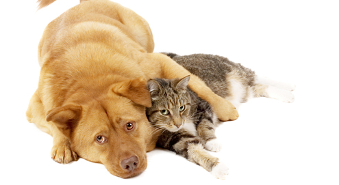 Bandwürmer bei Hund und Katze
