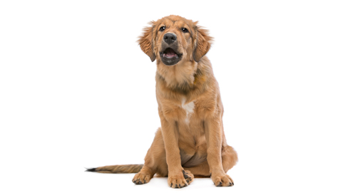 Waarom blaft uw hond?