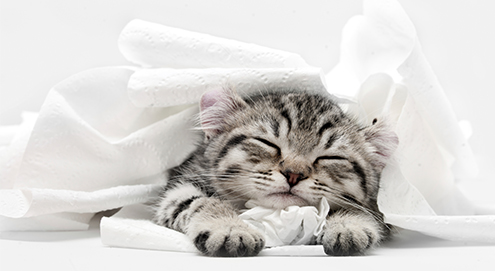 Blasenentzündung bei Katzen