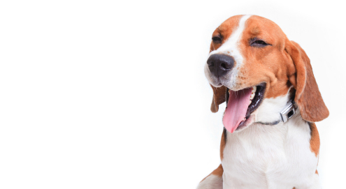 Brakende honden en katten