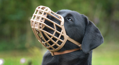 Braucht Ihr Hund einen Maulkorb?