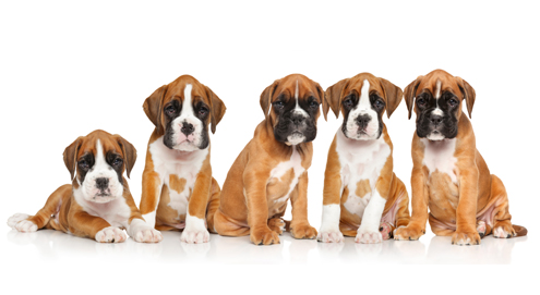De aanschaf van een pup