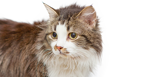 Dementie en hersenveroudering bij hond en kat