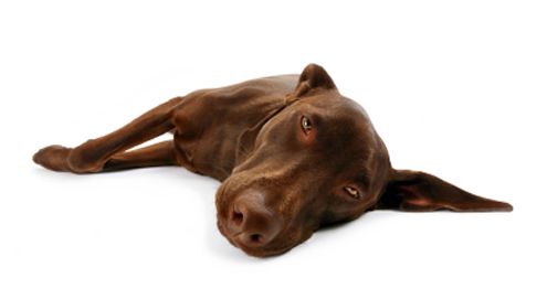 Erkrankungen der Bauchspeicheldrüse beim Hund