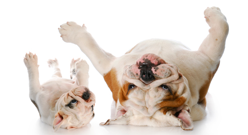 Flöhe bei Hunden und Katzen