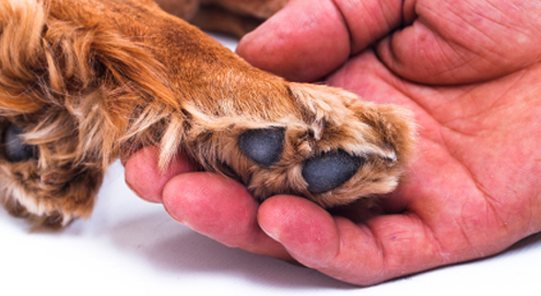 Hautprobleme bei Hunden und Katzen