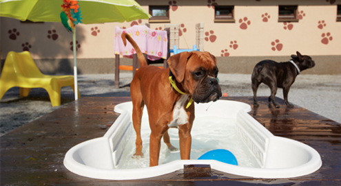 Hohe Temperaturen im Sommer - 8 Tipps für Hundehalter