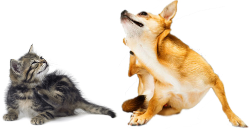 Hotspot bei Hund und Katze