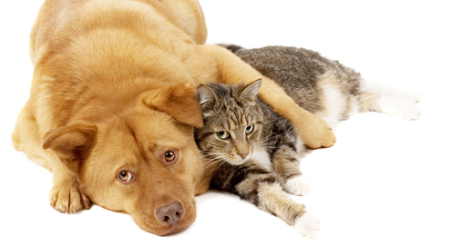 Lintworm bij hond en kat