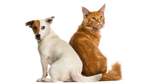Magenbeschwerden bei Hunden und Katzen