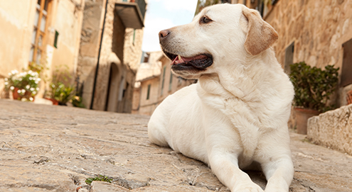 Met uw hond op vakantie: voorkom ongewenste souvenirs