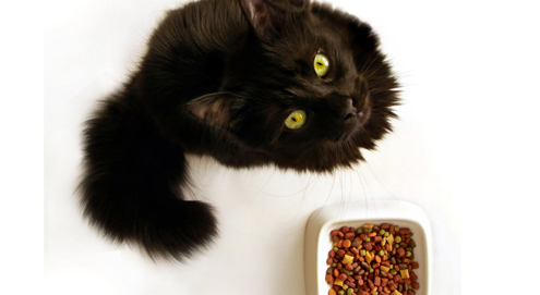 Nahrung und Fellpflege bei allergischen Hunden und Katzen