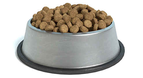 Futtermittelallergien bei Hunden und Katzen