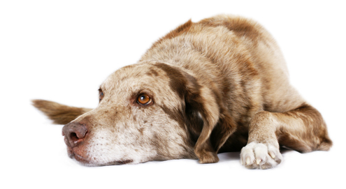 Nierproblemen bij hond en kat