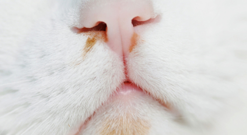 Niesziekte bij katten