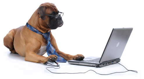 Online dierenapotheek groot succes
