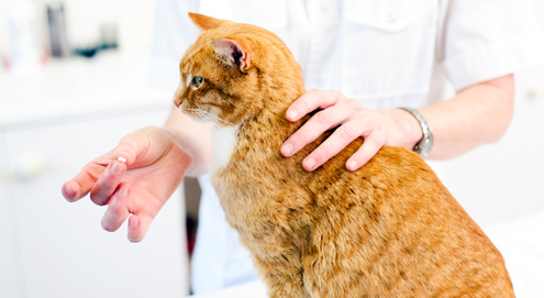 Spoelwormen bij hond en kat
