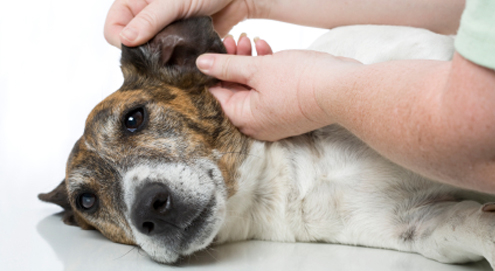 Oorontsteking bij hond en kat