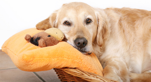 Scheinschwangerschaft bei Hunden