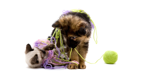 Speelgoed voor hond, kat en paard